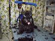 Scottish Terrier Bonzo k.JPG